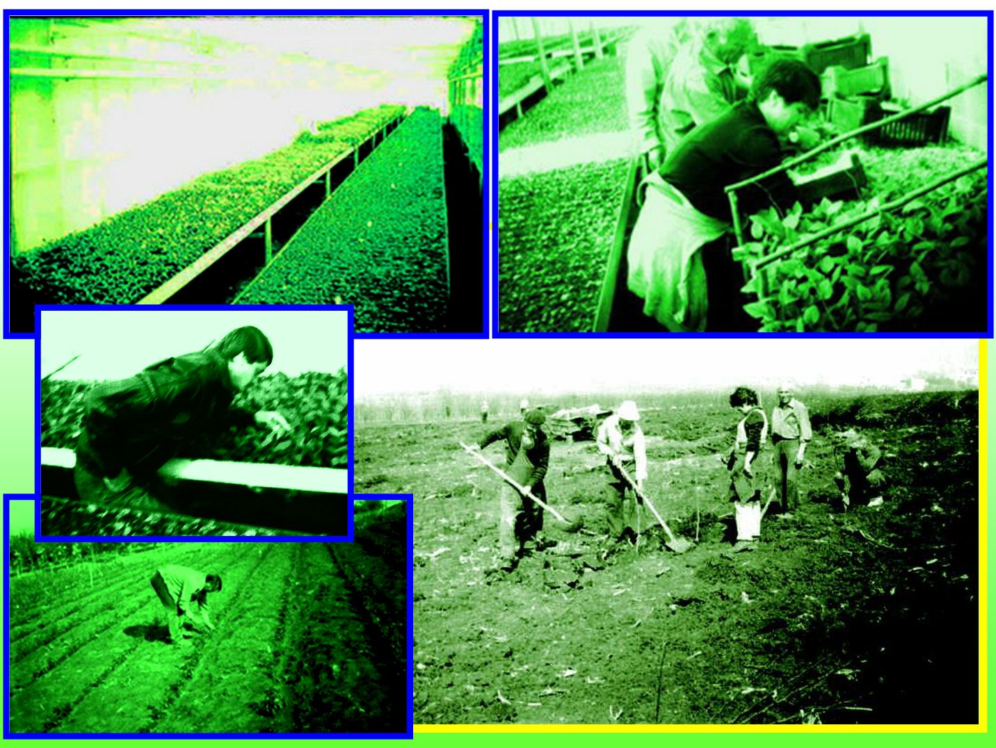 Apple and pear breeding in Cluj-Napoca, history...