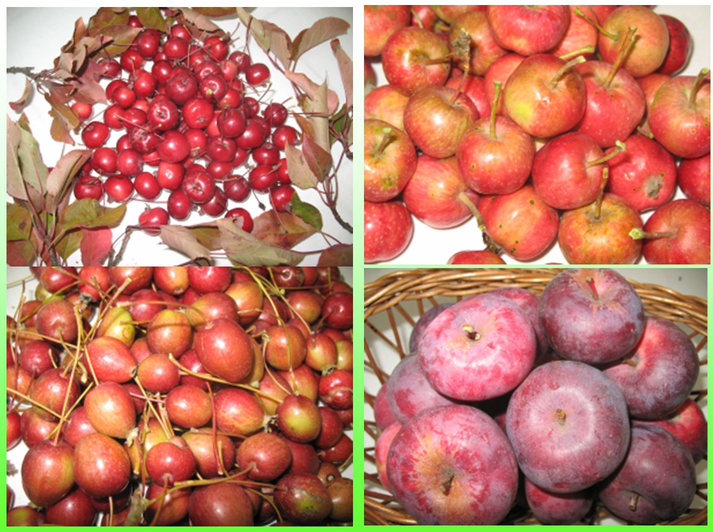 Apple and pear breeding in Cluj-Napoca. Apple - interspecific hybrids (foto - Dr Adriana Sestras)