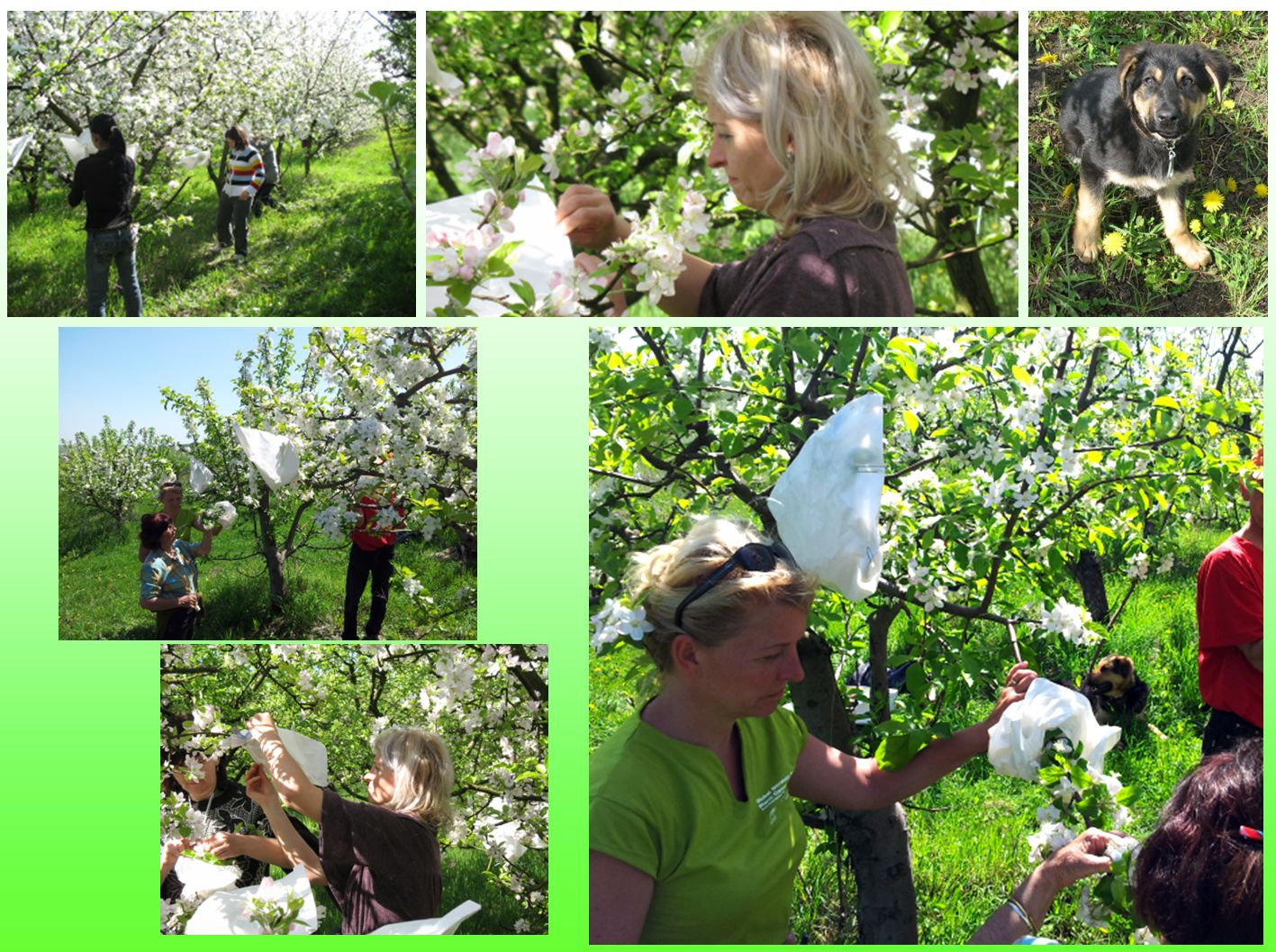 Apple and pear breeding in Cluj-Napoca. Dr Adriana Sestras - apple, artificial pollination