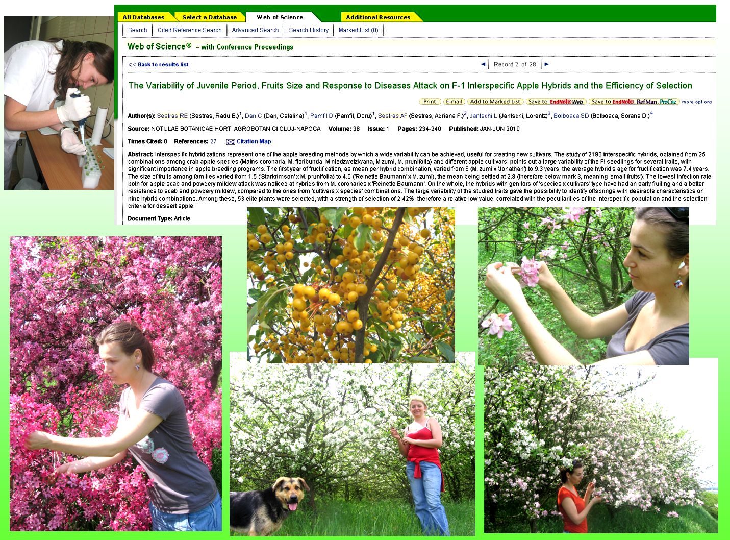 Apple and pear breeding in Cluj-Napoca. Dr Adriana Sestras (down-centre) and Catalina (as PhD student) working with ornamental apple hybrids. And, of course, Adriana's dog, Toby p2