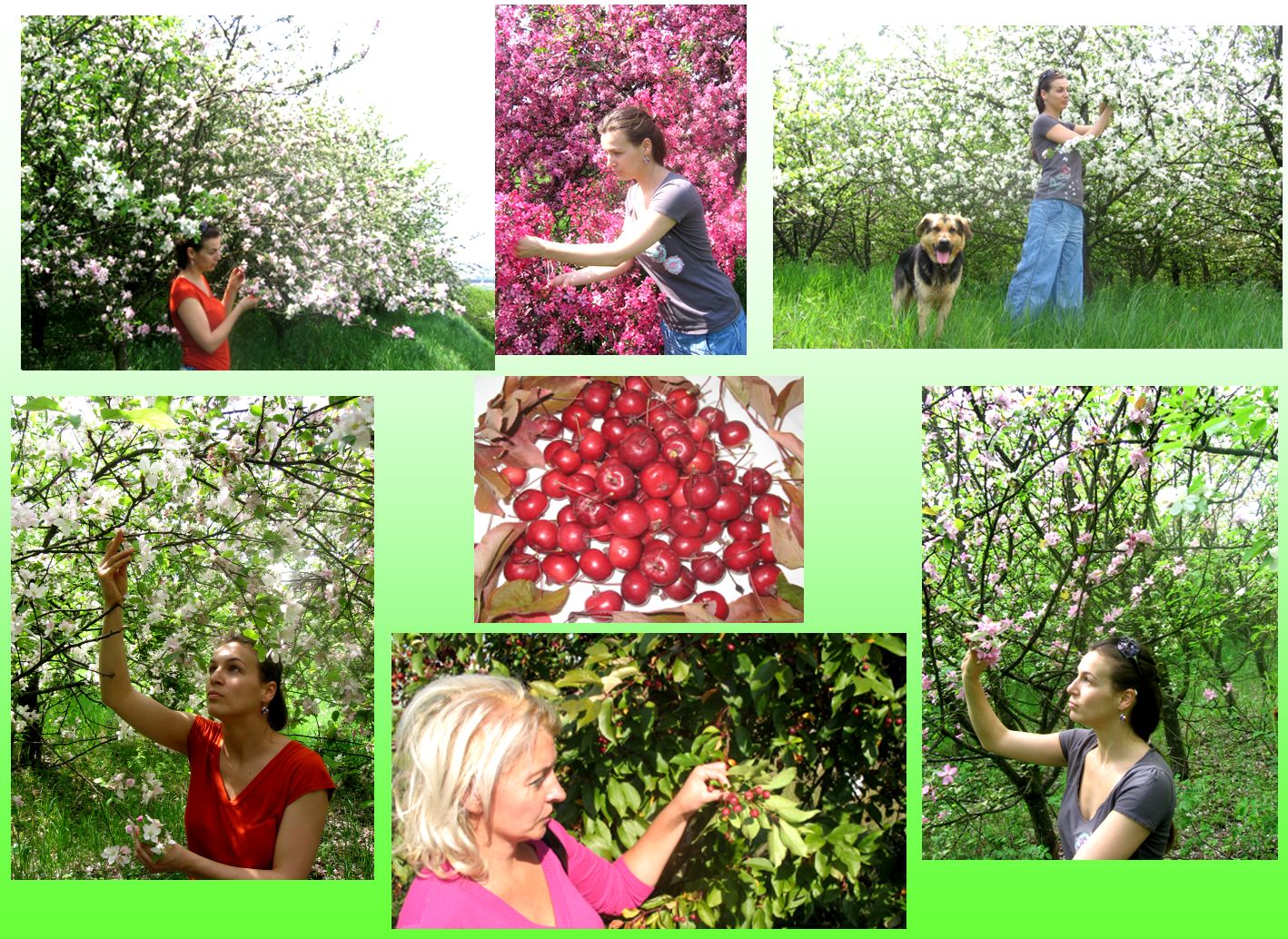 Apple and pear breeding in Cluj-Napoca. Dr Adriana Sestras (down-centre) and Catalina (as PhD student) working with ornamental apple hybrids. And, of course, Adriana's dog, Toby