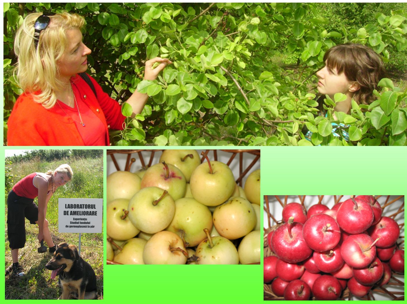 Apple and pear breeding in Cluj-Napoca. Dr Adriana Sestras identified fire blight on pear and explain to Cristina (Horticulture student, left) about Erwinia amylovora. Apple hybrids