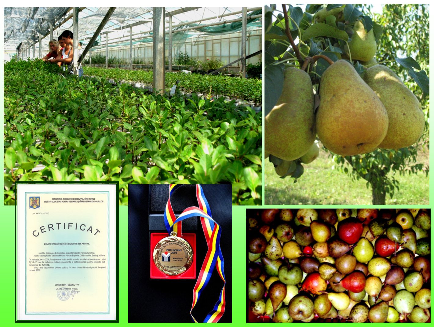 Apple and pear breeding in Cluj-Napoca. Dr Adriana Sestras (left), Andreea and Andrada (students), seedlings in greenhouses; Arvena pear cv diploma; large variability for fruits in pear hybrids