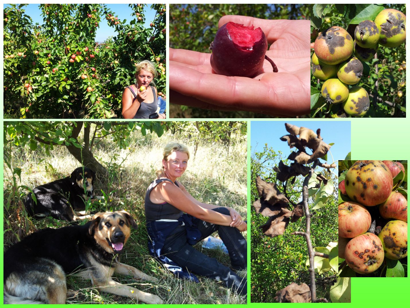 Apple and pear breeding in Cluj-Napoca. Large variability in hybrids for different traits (Dr Adriana Sestras with her dogs, Toby and Linda)