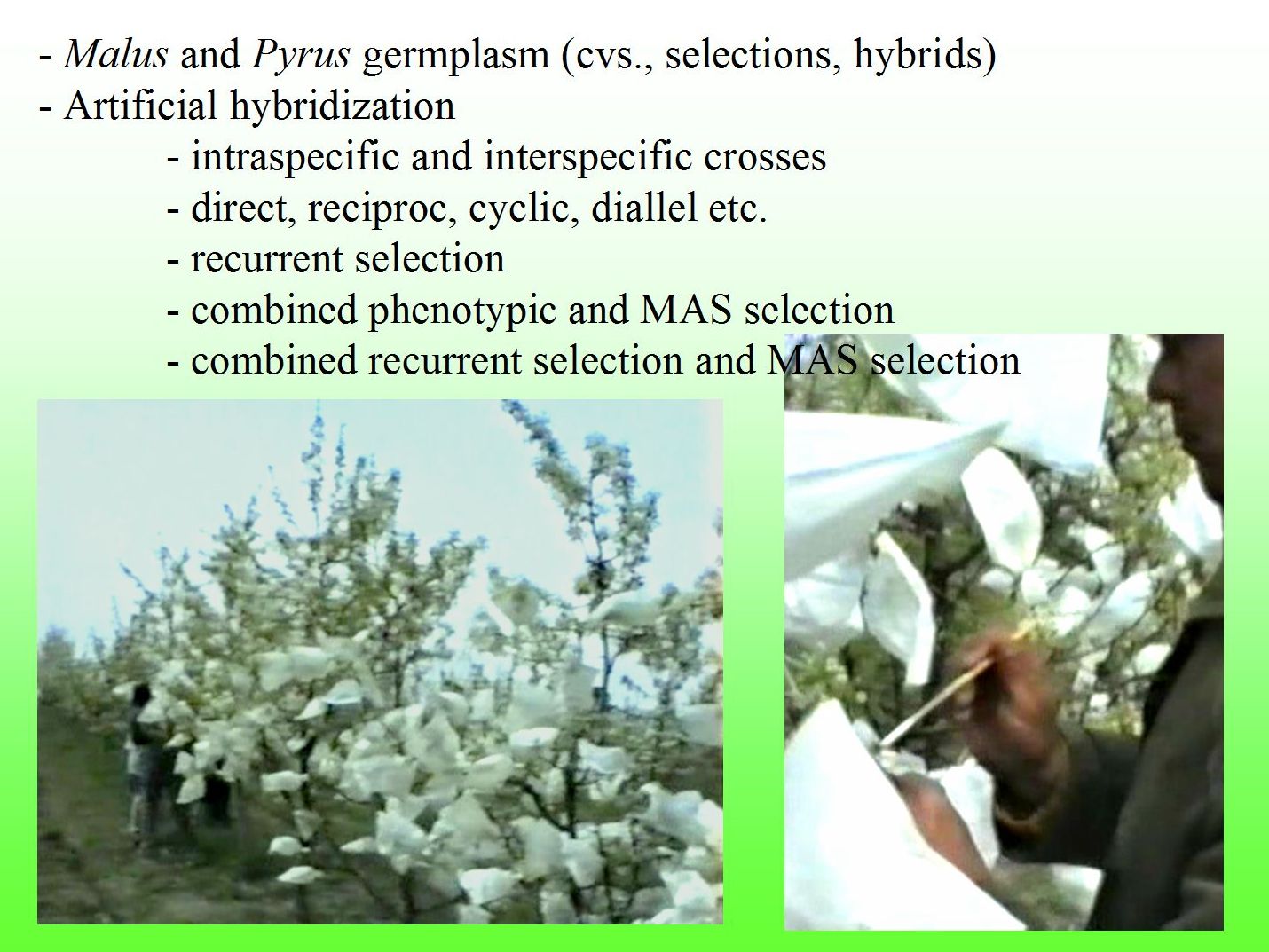 Apple and pear breeding objectives 3 - FRS Cluj