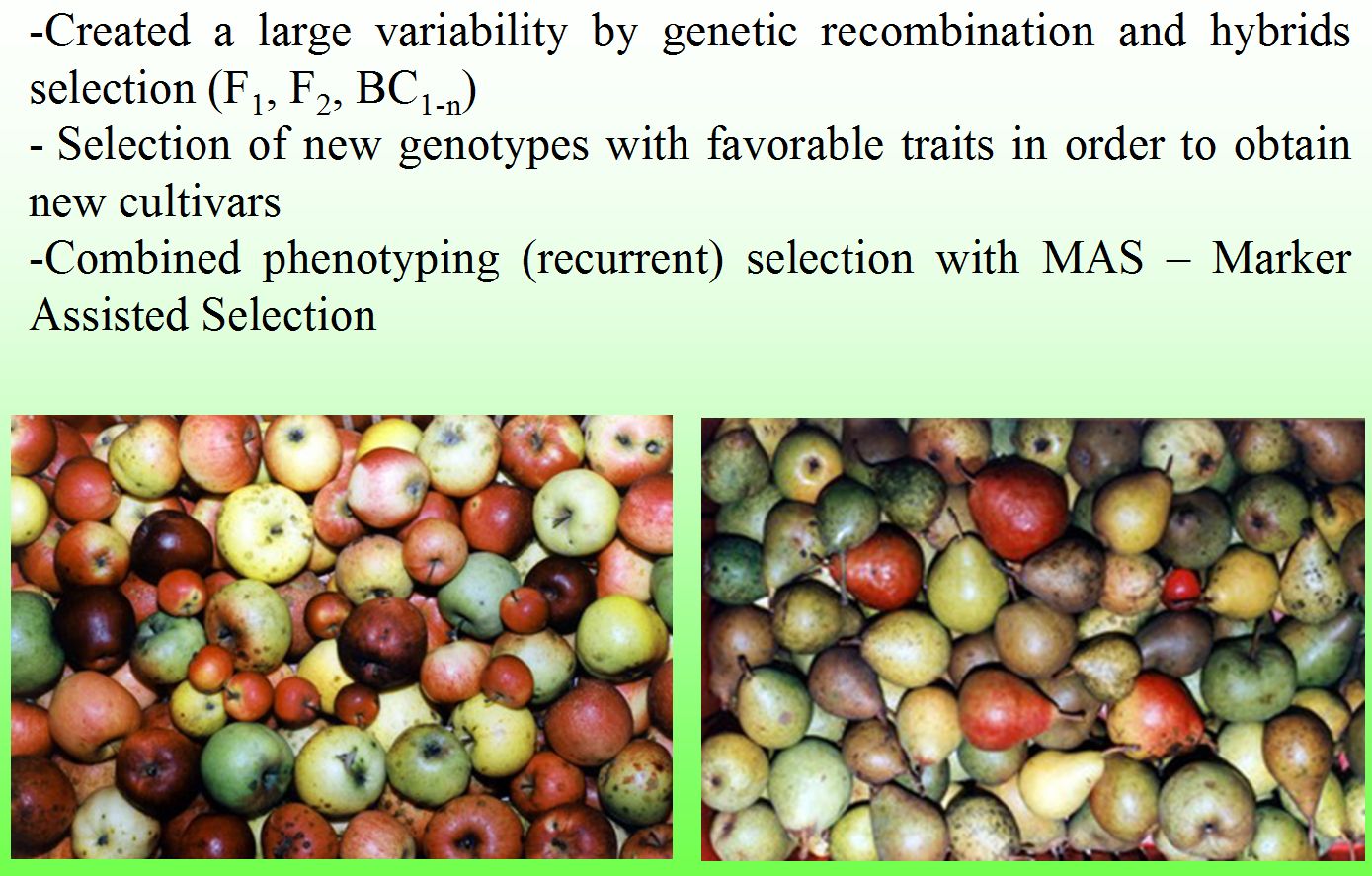 Apple and pear intra and interspecific hybrids