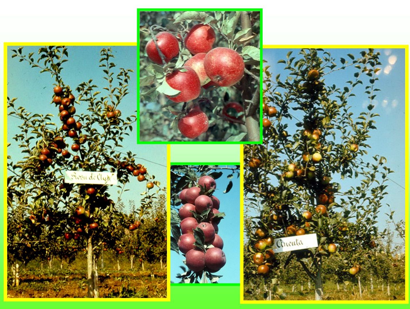 Apple cultivars created by Prof. Stefan Oprea