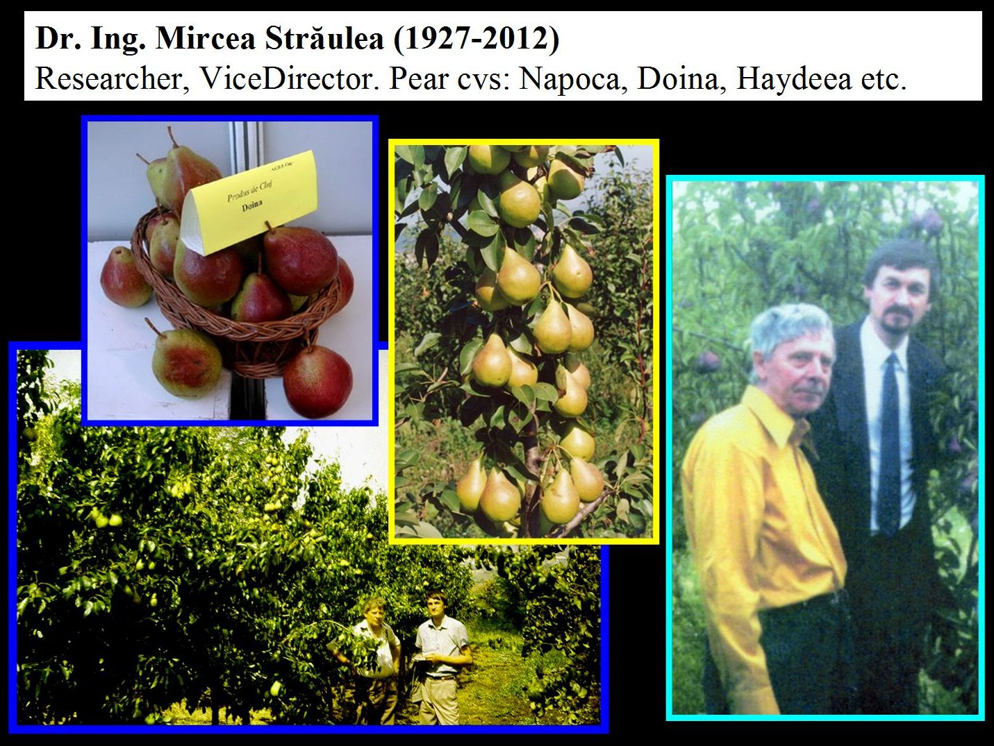 Dr Mircea Straulea and Prof. dr. Radu E. Sestras. Pear cultivars