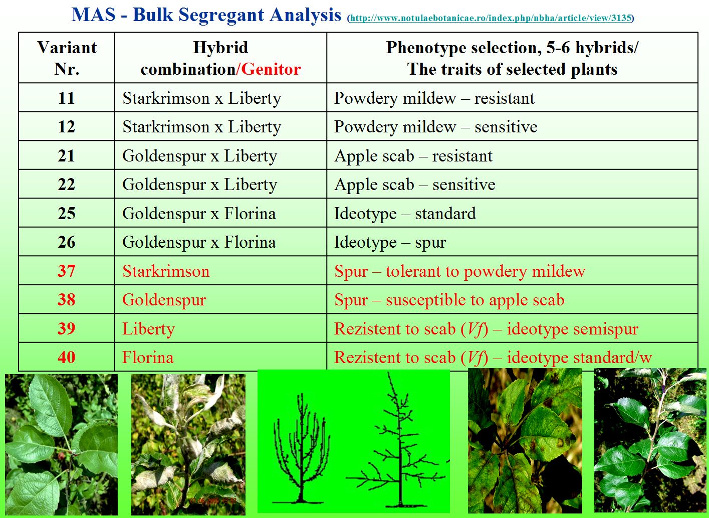 MAS selection - BSA apple breeding Cluj