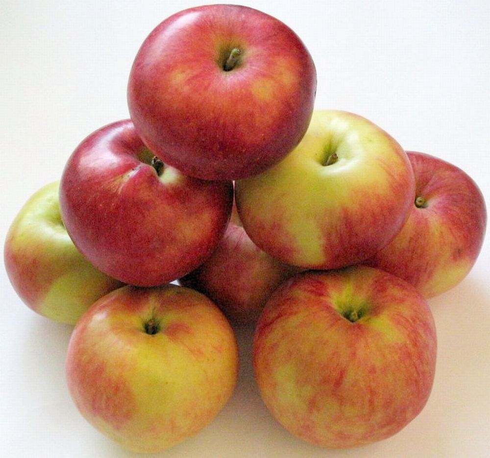 Apple cv Estival dr Sestras 1