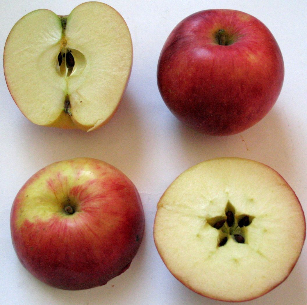 Apple cv Estival dr Sestras 2