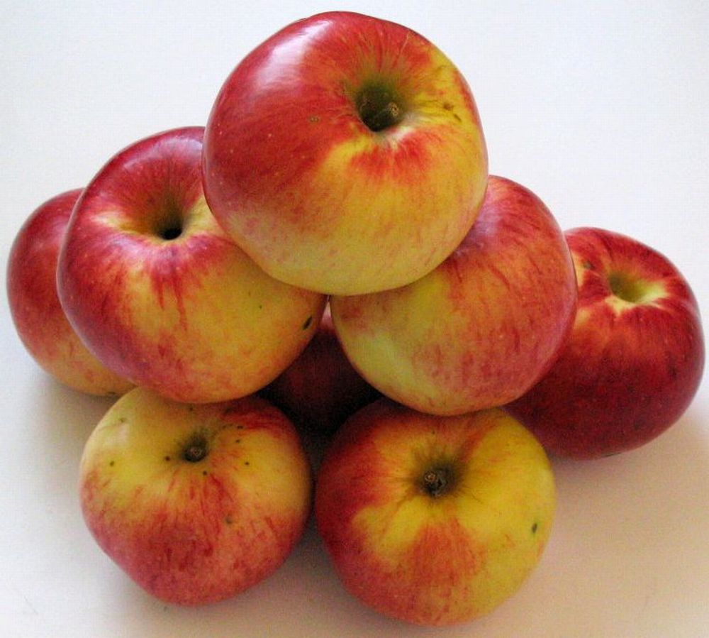 Apple cv Precoce de Ardeal dr Sestras 1