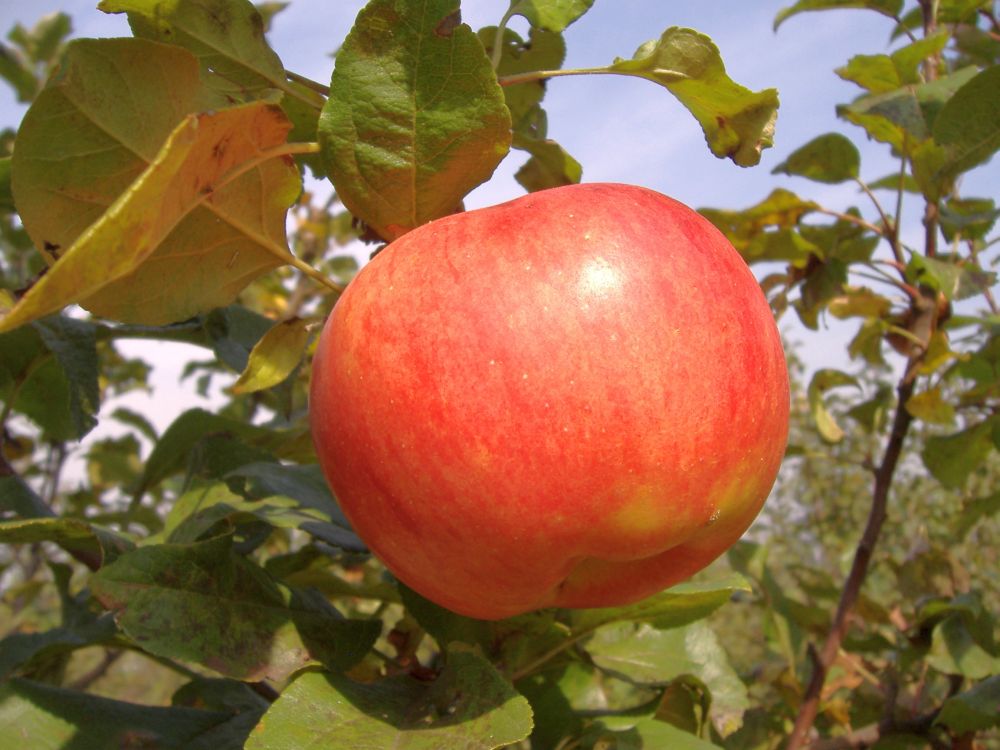 Apple cv Precoce de Ardeal dr Sestras 2