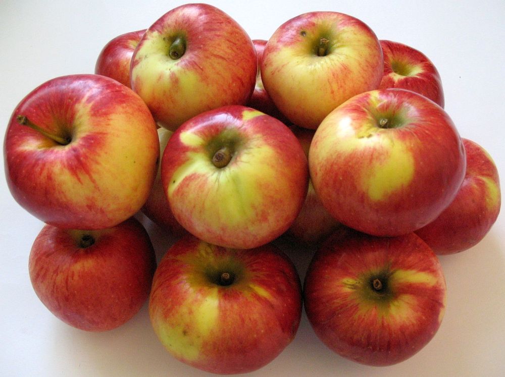 Apple cv Precoce de Ardeal dr Sestras 3