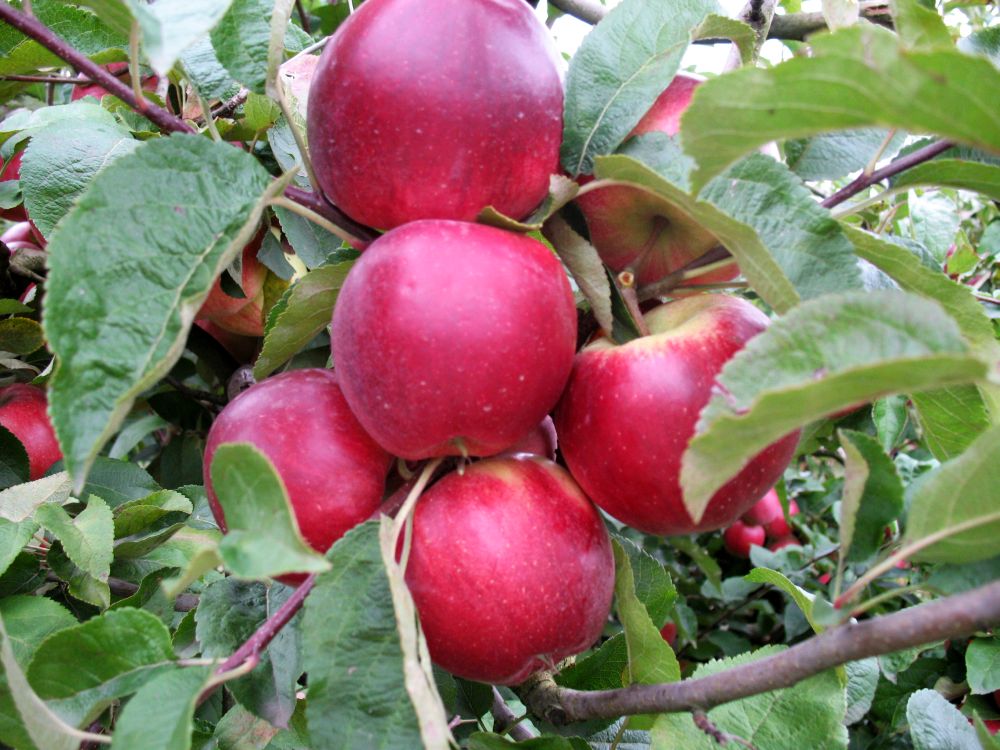 Apple cv Productiv de Cluj dr Sestras 1
