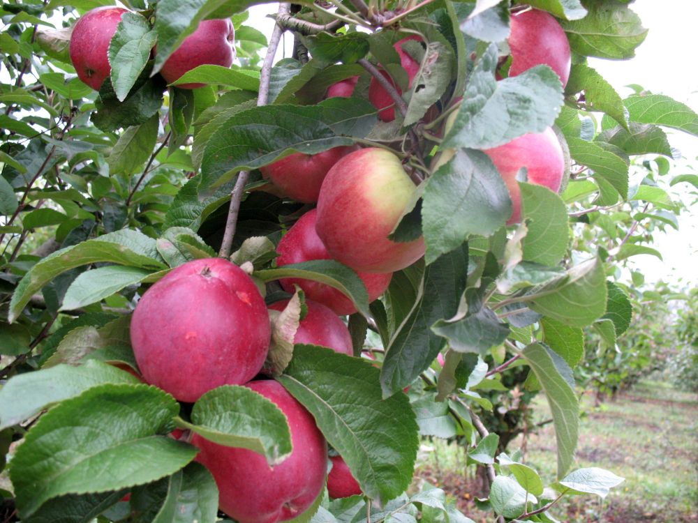 Apple cv Productiv de Cluj dr Sestras 2