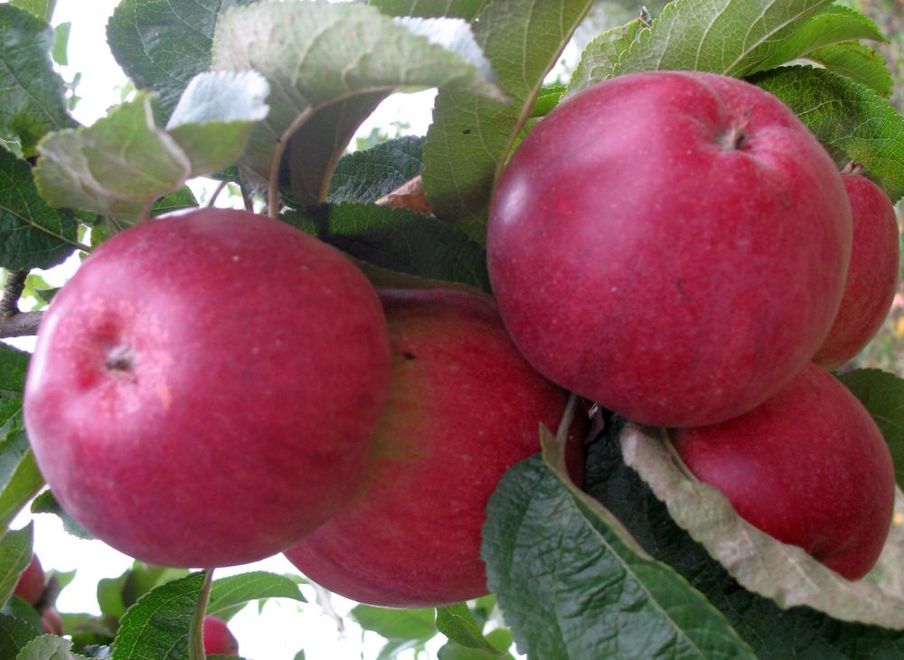 Apple cv Productiv de Cluj dr Sestras 3