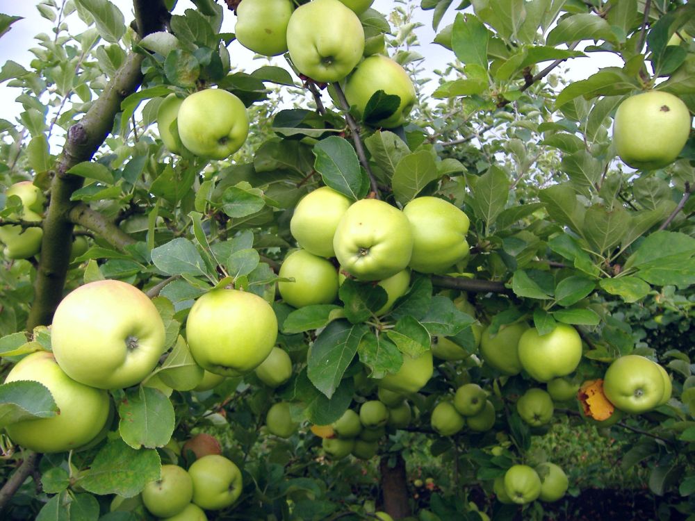 Auriu de Cluj cv apple Sestras 1