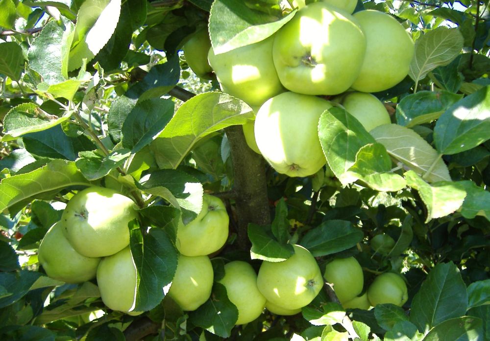 Auriu de Cluj cv apple Sestras 2